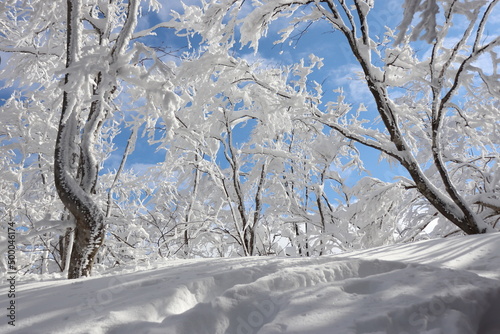 snow covered trees