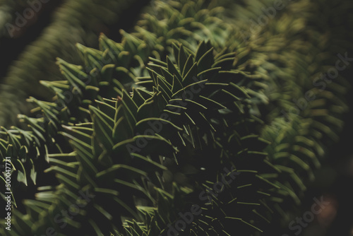 Closeup shot of Araucaria araucana branches on blurry background photo