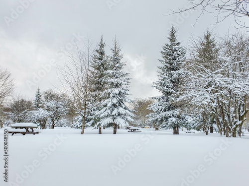 Snowy pine forest with a picnic area