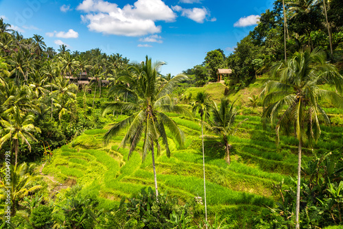 Tegallalang rice terrace on Bali © Sergii Figurnyi