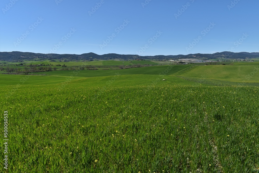 Fototapeta premium Green cultivated hills in the Tuscan countryside, panorama near Santa Luce with cloudless blue sky