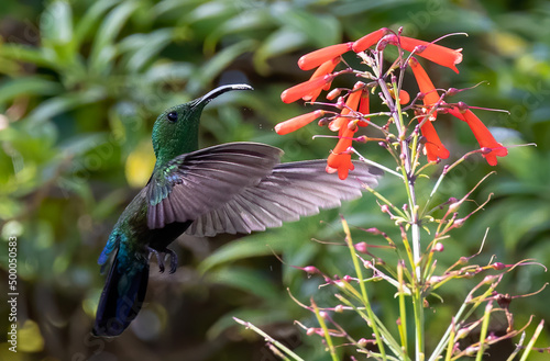 Close up shot of a Green-throated carib bird pecking a flower. photo
