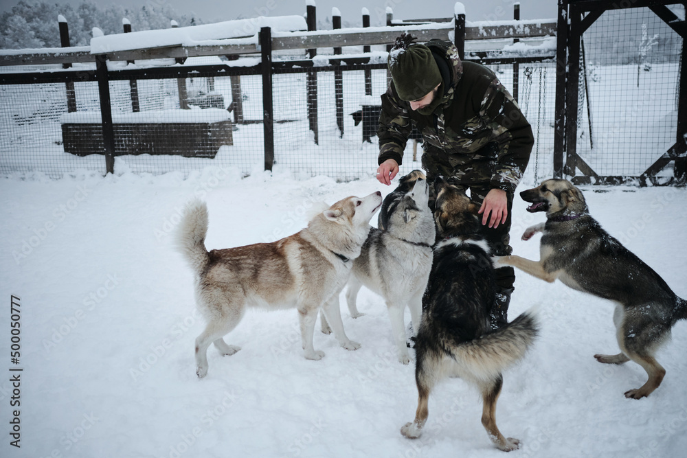 Northern sled Alaskan huskies mestizos of several breeds in the aviary in winter on the snow communicate with a person. A young Caucasian man came to an animal shelter to choose a dog for himself. Northern sled Alaskan huskies mestizos of several breeds in the aviary in winter on the snow communicate with a person. A young Caucasian man came to an animal shelter to choose a dog for himself.