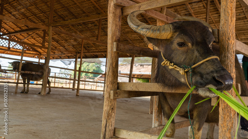 Two carabao buffaloes standing in the barn and one of them is eating on a sunny day photo