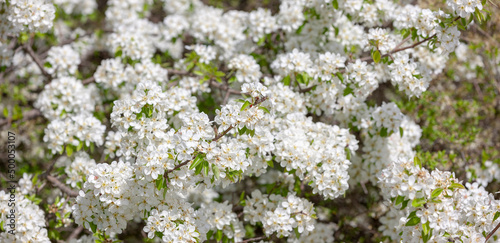 Weisse Kirschblüten als Hintergrund