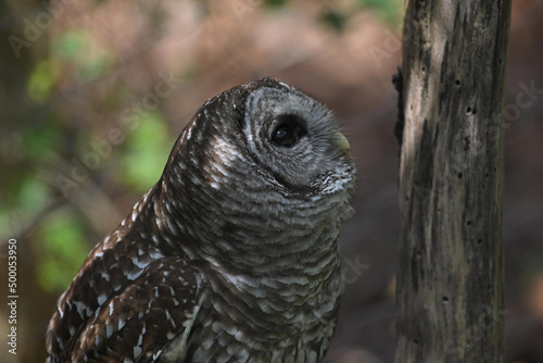 Selective focus shot of a barred owl in the Maymont park, Richmond, Virginia, United States photo