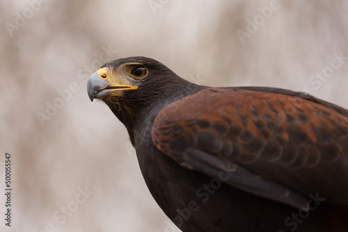 A close up portrait of a Harris Hawk showing the head and body in natural light with out of focus tree branches making a soft background