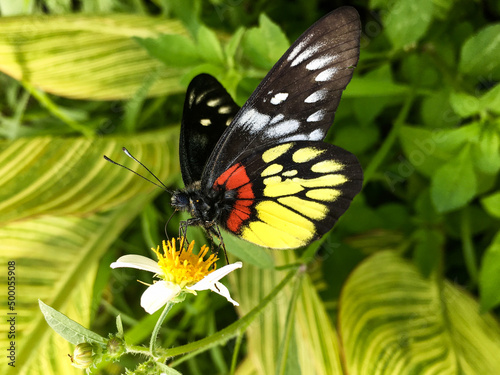 Selective focus shot of delias pasithoe butterfly perched on a flower photo