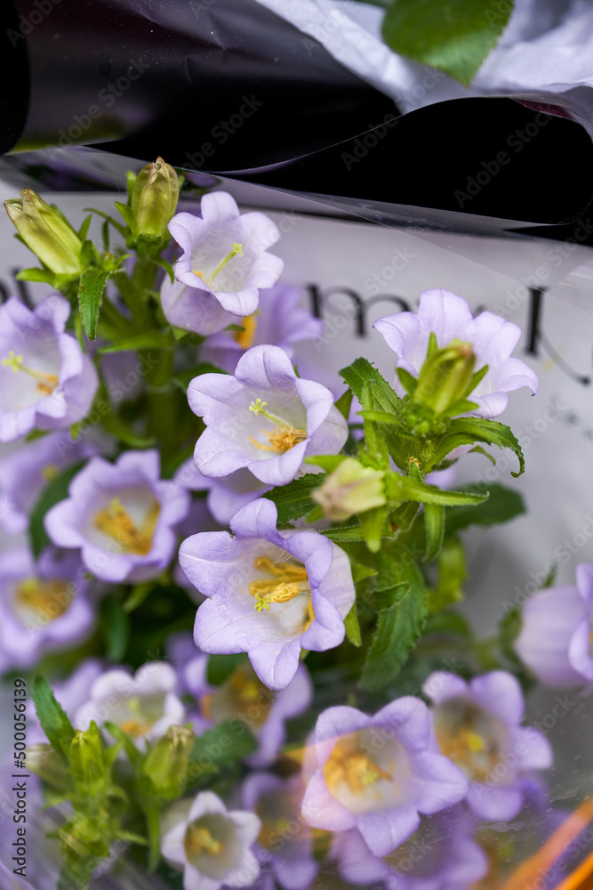 Close-up of a beautiful bouquet of bellflower flowers