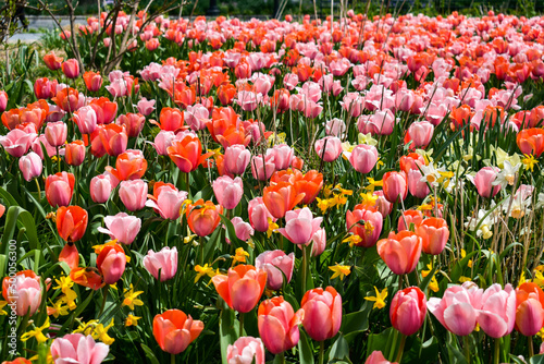field of tulips