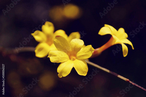 Selective focus shot of yellow jasmine flowers photo