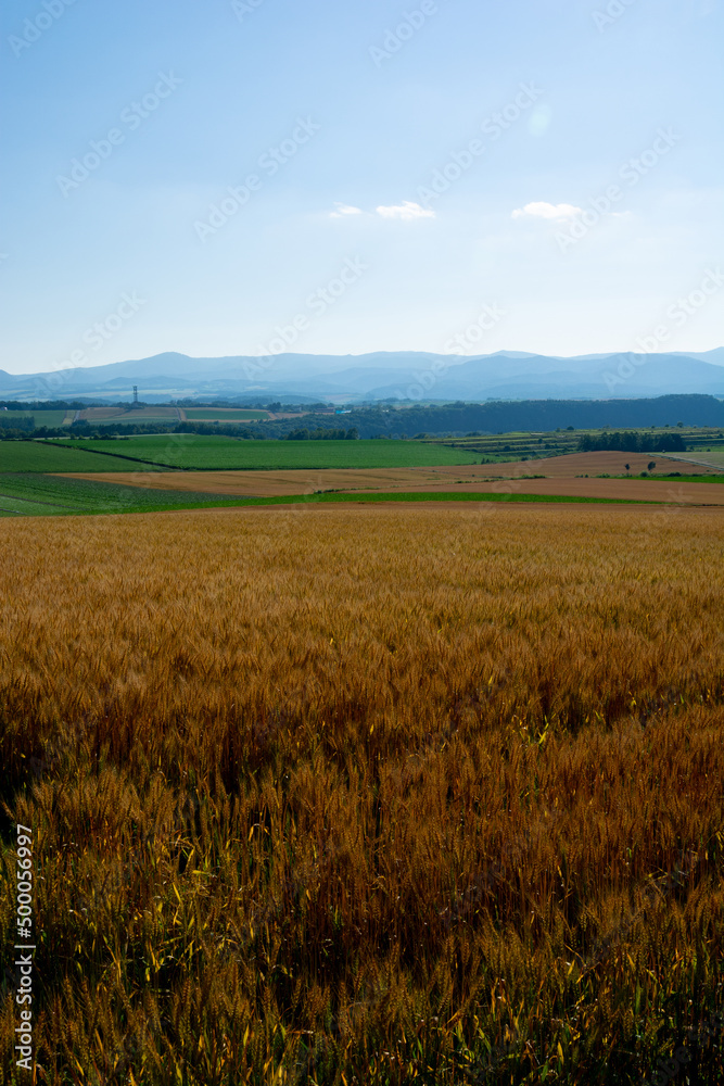 黄金色の麦畑と夏の山並み
