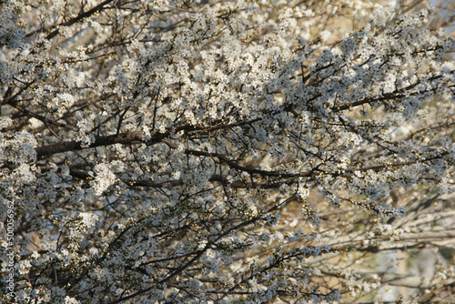 Closeup of white blossoms on the blackthorn tree