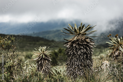 Terrain with frailejon plants in the cloudy sky background photo