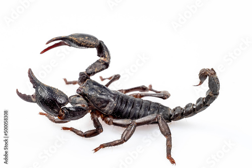 Emperor Scorpion isolated on white background