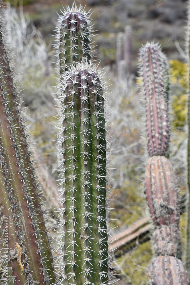 Symmetrical Thorns Along a Cactus Spine in Aruba