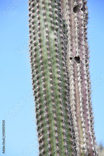 A Long Thin Cactus with Spines Along It