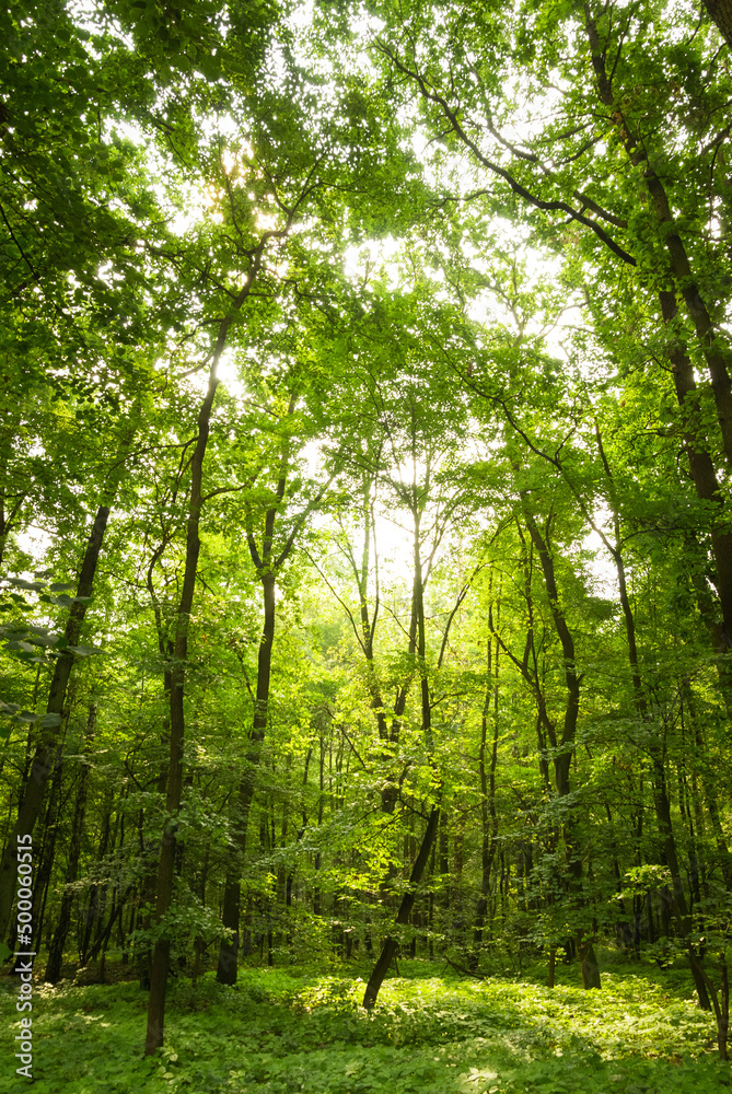 Summer sunlight in an european forest Summer sunlight in an european forest