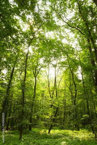 Fototapeta Naklejka Na Ścianę i Meble -  Summer sunlight in an european forest