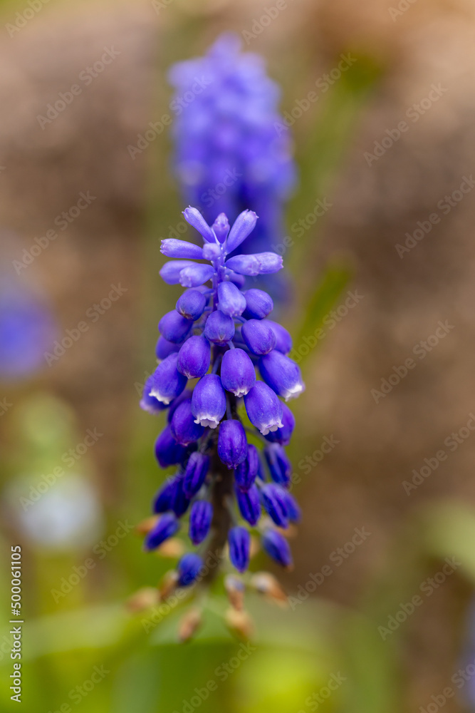 Muscari latifolium flower grown in a garden in Madrid Muscari latifolium flower grown in a garden in Madrid
