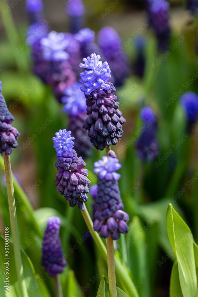 Muscari latifolium flower grown in a garden in Madrid Muscari latifolium flower grown in a garden in Madrid