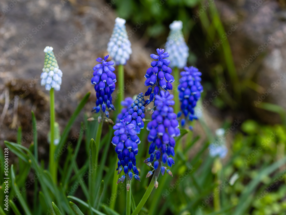 Muscari latifolium flower grown in a garden in Madrid Muscari latifolium flower grown in a garden in Madrid