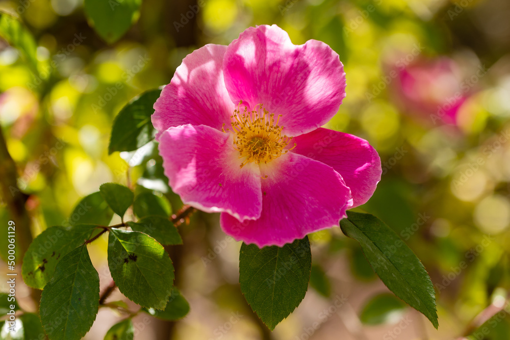 anemone rose flower grown in a garden in Madrid anemone rose flower grown in a garden in Madrid