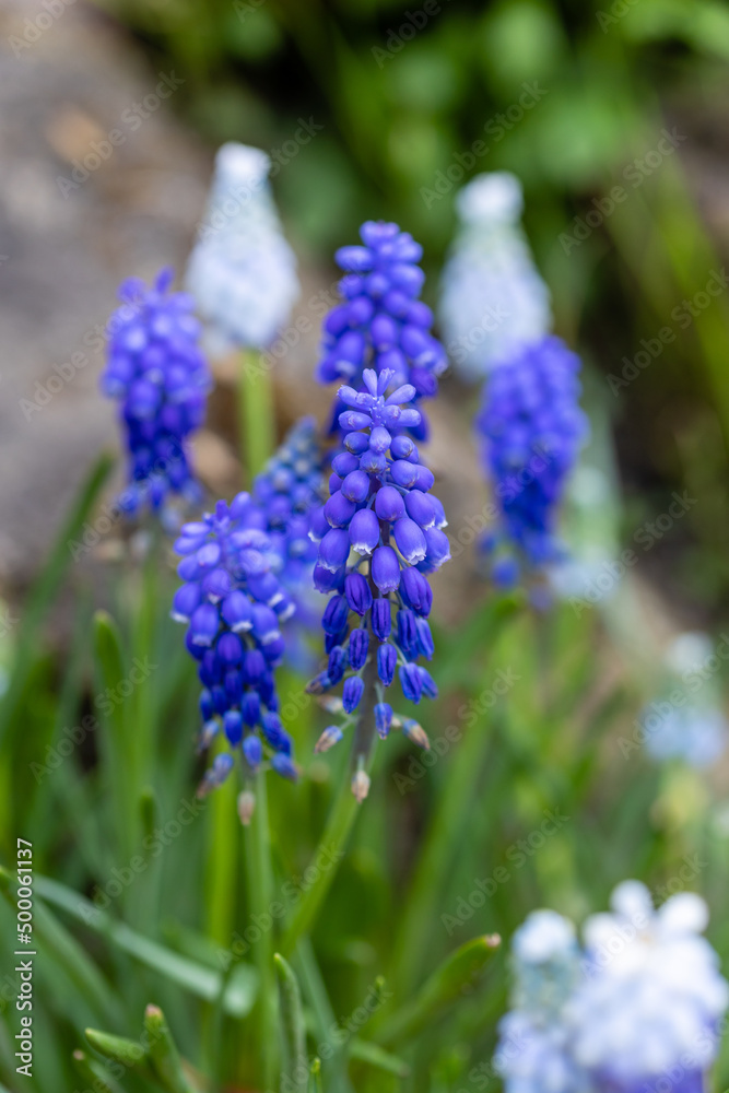 Muscari latifolium flower grown in a garden in Madrid Muscari latifolium flower grown in a garden in Madrid