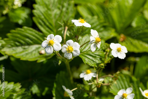 strawberry flower grown in a garden in Madrid