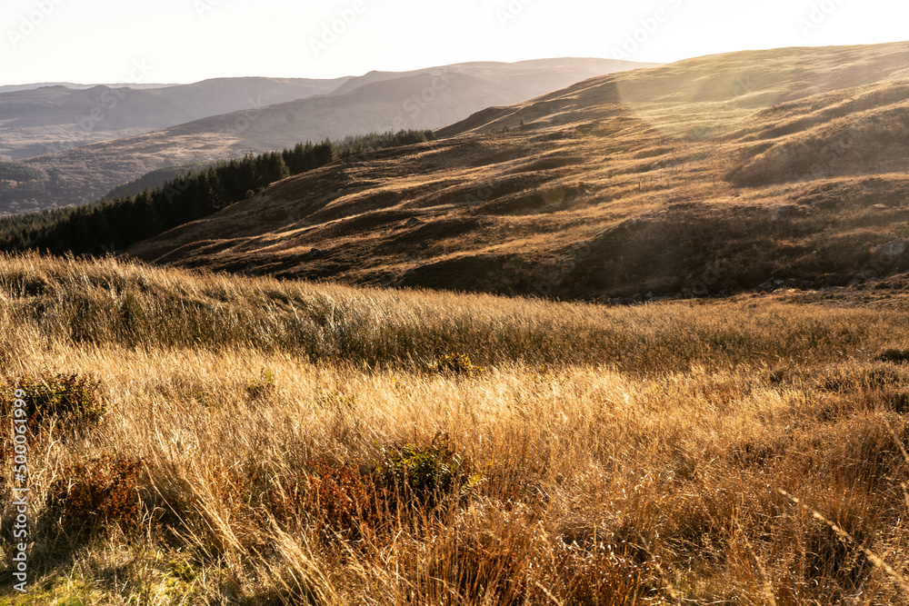 Photographie d'une prairie au soleil