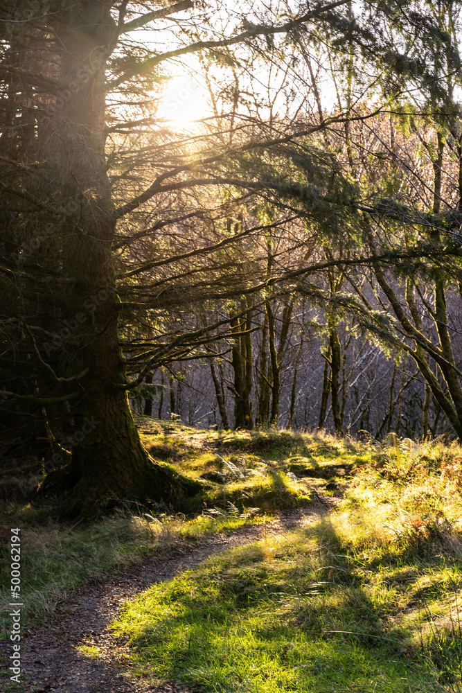 Obraz premium Lumière du soleil qui traverse une forêt