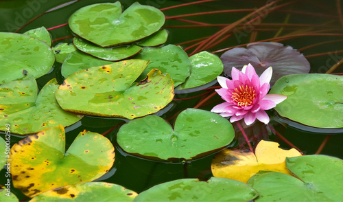 Fotografie Closeup shot of a blooming pink water lily and lotus leaves on a pond