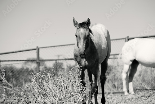 Texas horse ranch in black and white shows filly foal for western lifestyle.