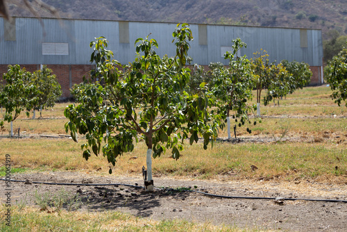 small avocado tree planting in the field