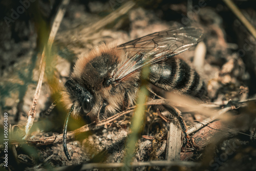 Closeup shot of a bee (Colletes inaequalis) on a soil ground photo