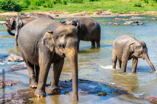 Herd of elephants in Sri Lanka