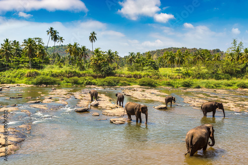 Canvas Print Herd of elephants in Sri Lanka