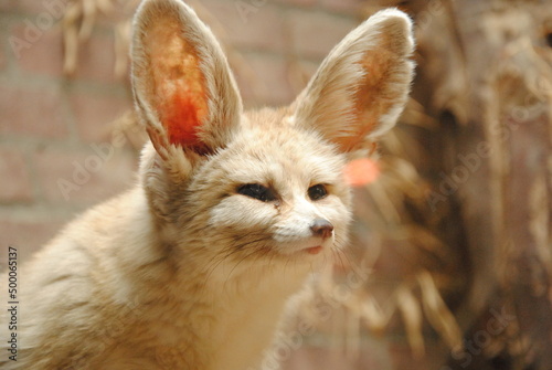Photography Close up of a Fennec or Desert fox ( Vulpes Zerda) in Amsterdam Zoo Artis
