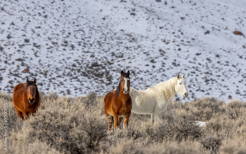 Beautiful Wild Horses Near Challis Idaho in Winter photo