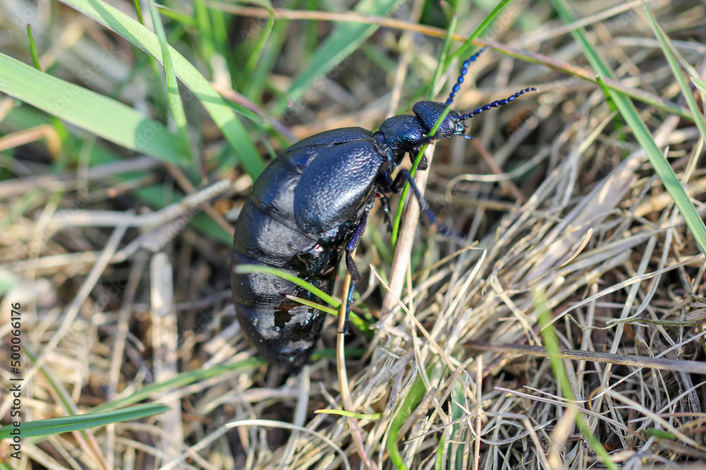 Portrait eines Schwarz Blauen Ölkäfer. Diese Käfer sind giftig und sondern eine giftige gelbe Substanz ab.
Portrait eines Schwarz Blauen Ölkäfer. Diese Käfer sind giftig und sondern eine giftige gelbe Substanz ab.