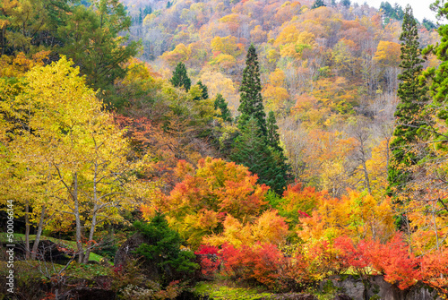 Fototapeta Naklejka Na Ścianę i Meble -  宇津江四十八滝　紅葉