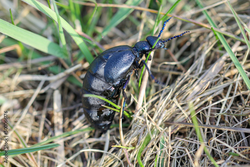 Portrait eines Schwarz Blauen Ölkäfer. Diese Käfer sind giftig und sondern eine giftige gelbe Substanz ab.  © boedefeld1969