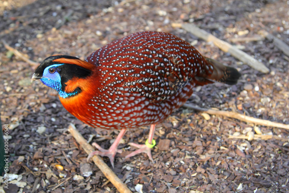 Ein Portrait eines Fasanartigen Vogels, exotischen Huhn.