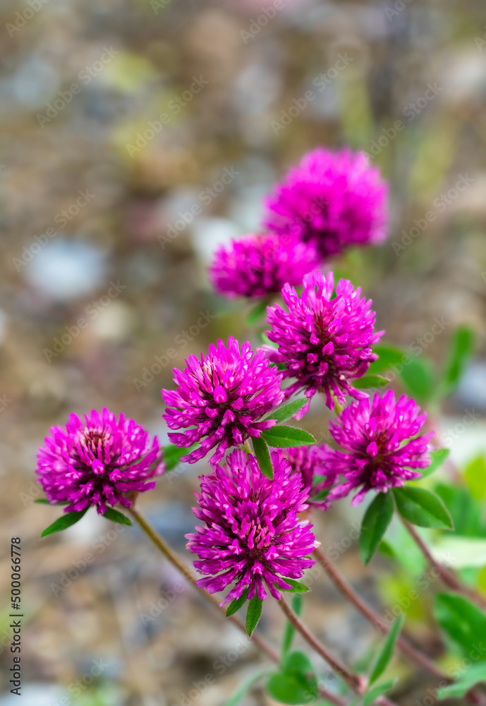 Close up of blooming purple clover in a natural environment Close up of blooming purple clover in a natural environment