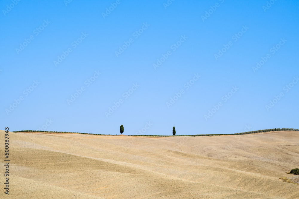 Obraz premium Summer field landscape in Tuscany with wheat fields and trees in a sunny day