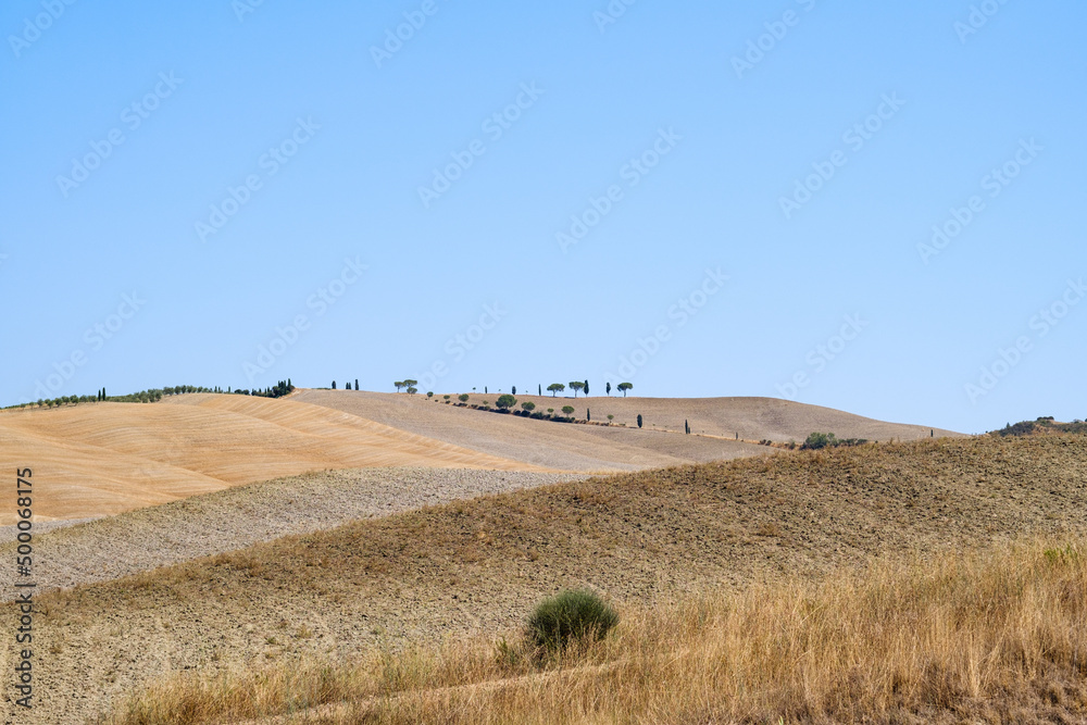 Obraz premium Summer field landscape in Tuscany with wheat fields and trees in a sunny day