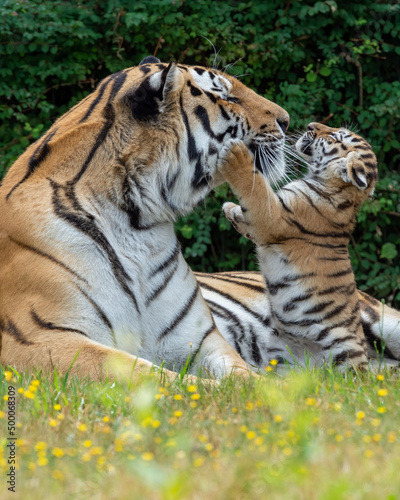Fotografie, Obraz Vertical shot of a tiger playing with its offspring in a forest