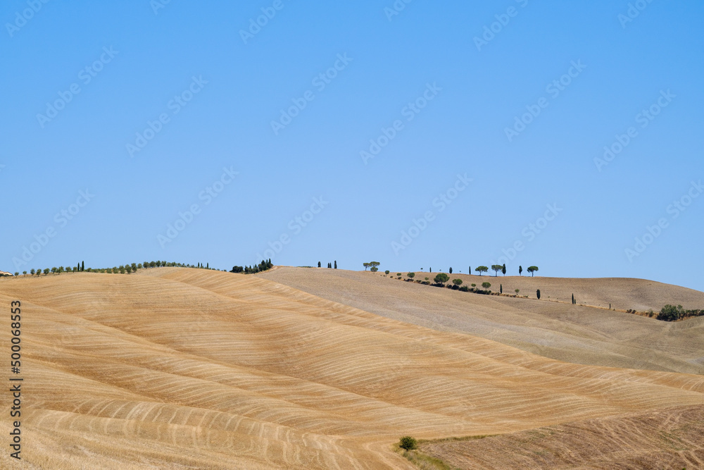 Obraz premium Summer field landscape in Tuscany with wheat fields and trees in a sunny day