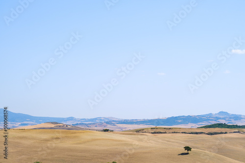 Summer field landscape in Tuscany with wheat fields and trees in a sunny day