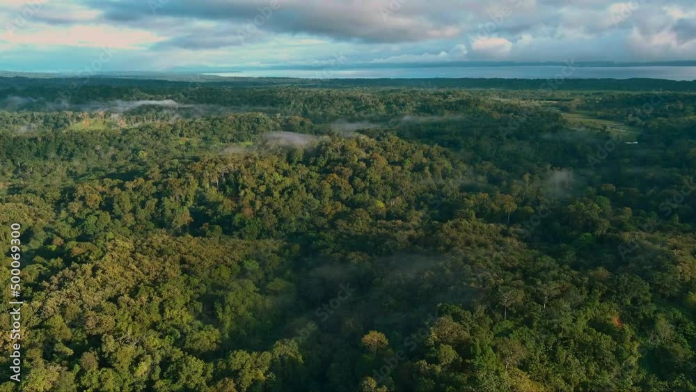 Primary tropical rainforest on a cloudy morning, aerial view, corcovado, costa rica Primary tropical rainforest on a cloudy morning, aerial view, corcovado, costa rica
